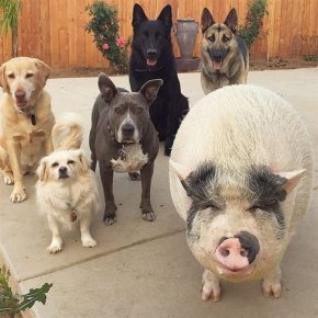 Pig with dogs