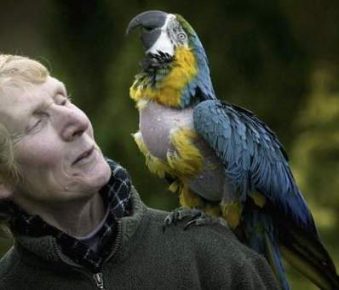 Charlie The Parrot