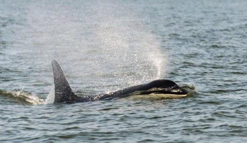 Killer whale Grandma