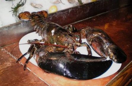 Lobster