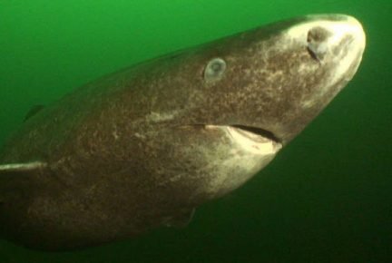 Greenland Shark
