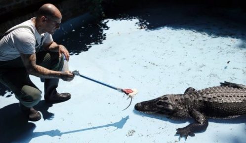 Alligator