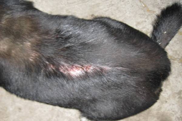 Symptoms of a subcutaneous tick in dogs