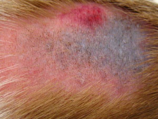 Subcutaneous tick - Demodecosis in dogs