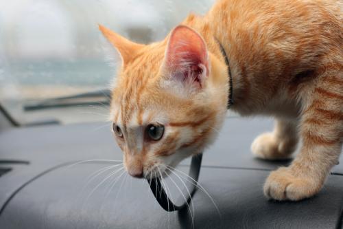Riding a cat in a car