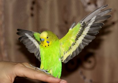 Parrot on the hand
