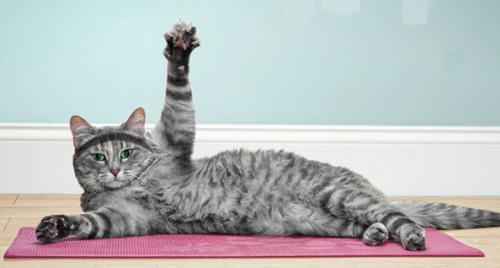 Weight Loss for Cats: Exercise and Prevention obesity
