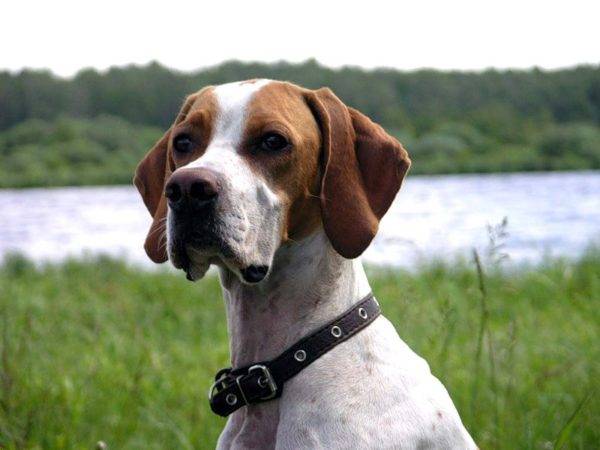 pointer