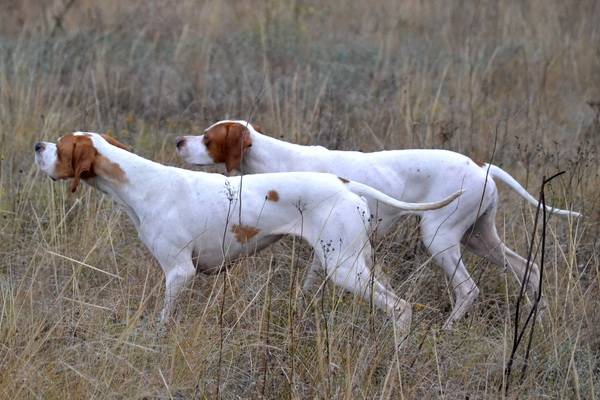 two pointers