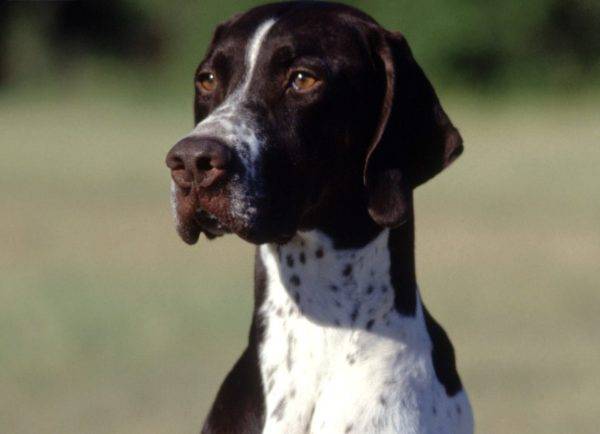 beautiful pointer