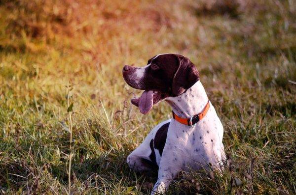 the pointer lies