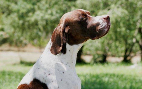 white-brown