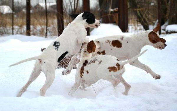 pointers play in the snow