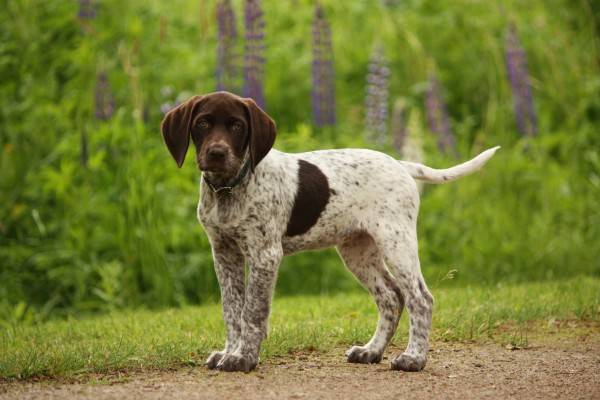 puppy pointer