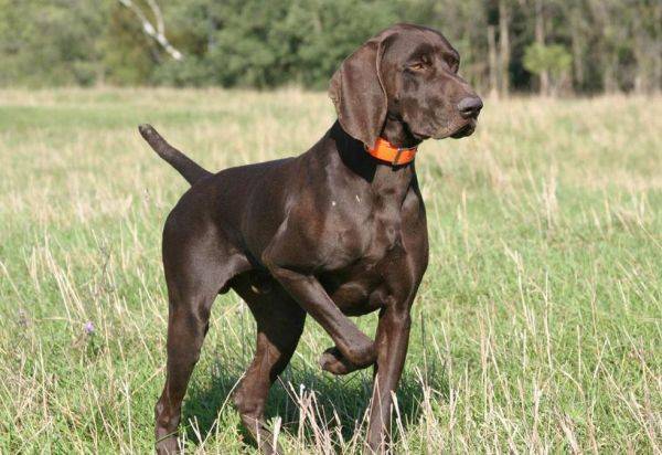 one pointer in the field