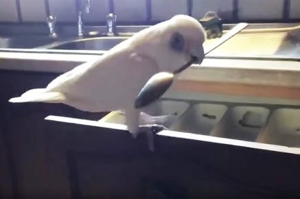 Parrot with a spoon