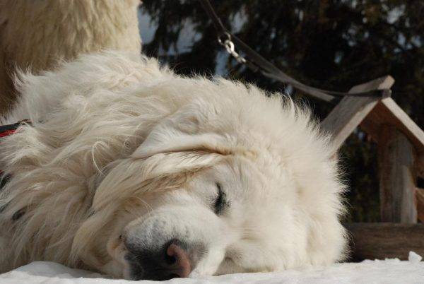 The Polish Pogalyan Shepherd Dog is sleeping