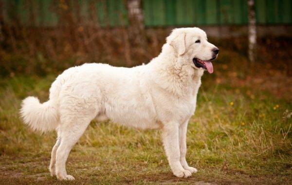 Polish Podhalyan Shepherd Dog Breed Description
