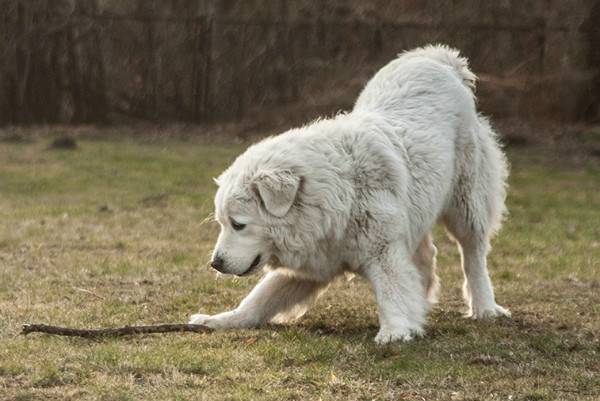 Polish Podhalyanskiy Shepherd Dog with a stick