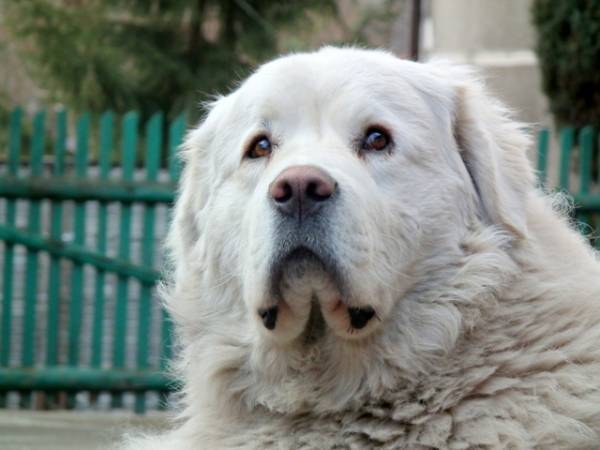 The Polish Podhalyan Shepherd Dog is Watching