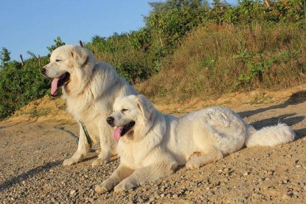 Polish sub-Shepherd Shepherd dogs in nature