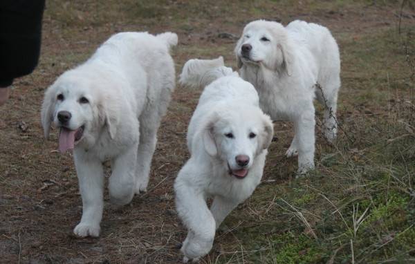 Puppies of the Polish Podhalyan Shepherd Dog