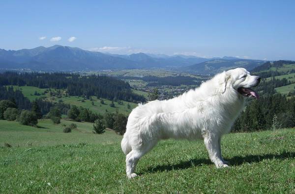 Polish Podhalyanskiy Shepherd in nature