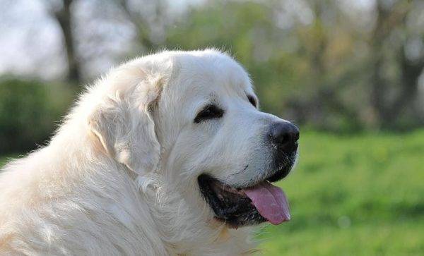 Polish Podhalyanskiy Shepherd Dog Muzzle