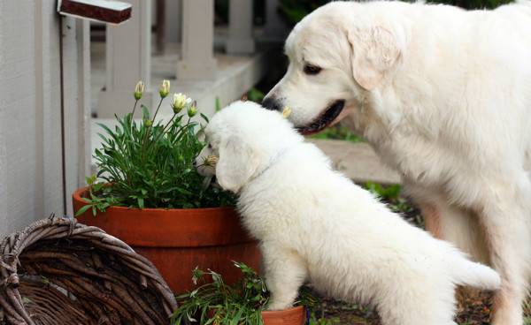 Polish Podhalyan Shepherd Dogs