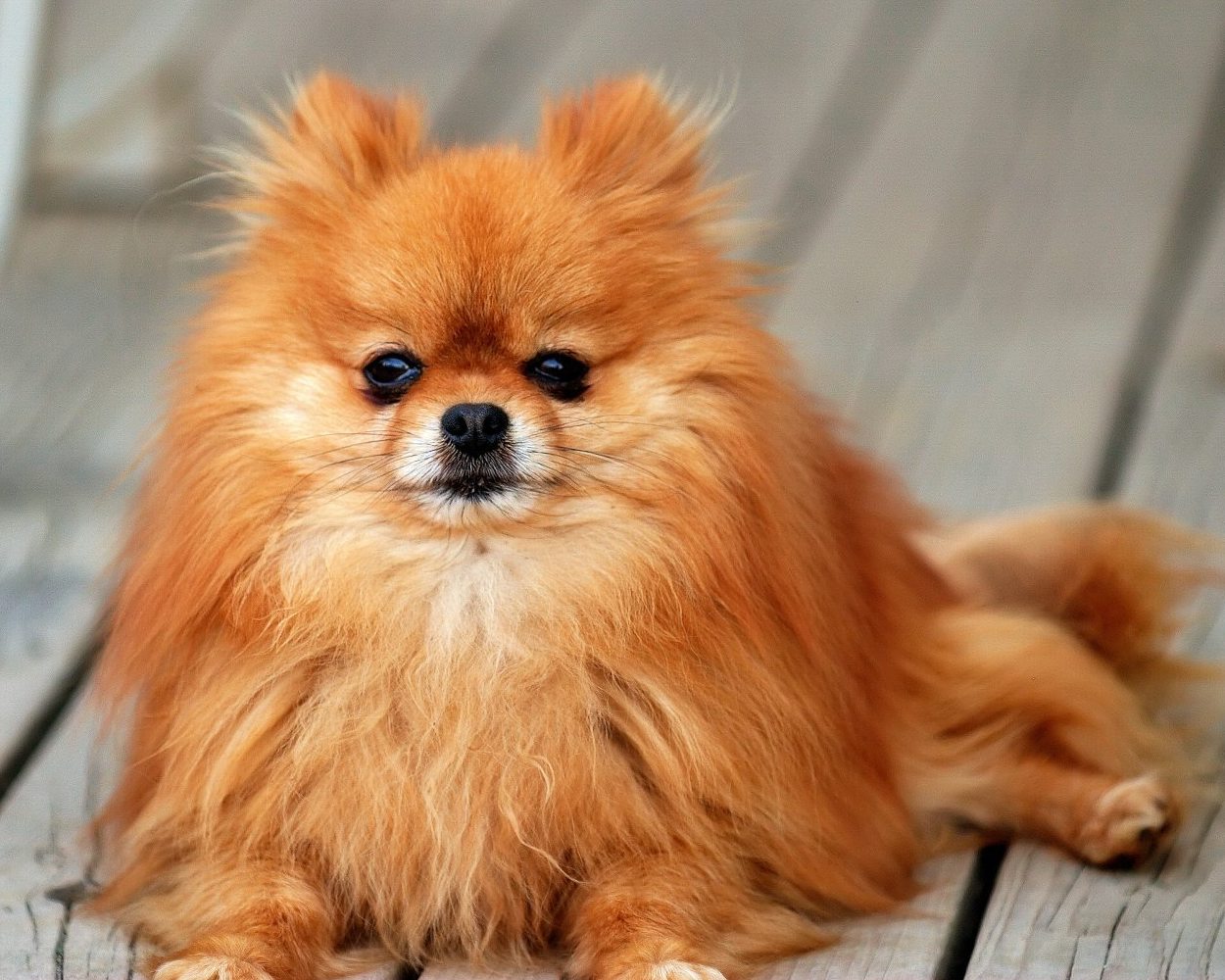 Pomeranian dwarf spitz - photo