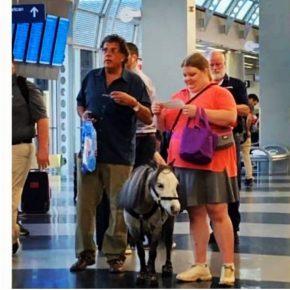 Pony at the airport