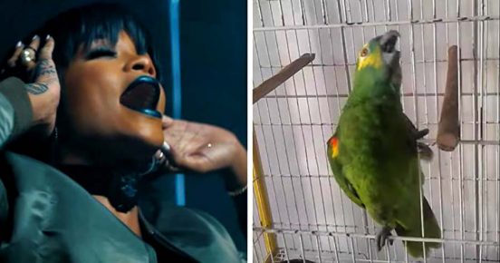 Rihanna and the parrot during the song