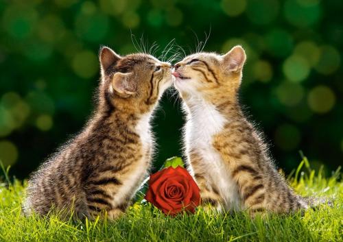 Popular names for cats girls