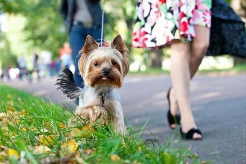 Popular nicknames for dogs girls