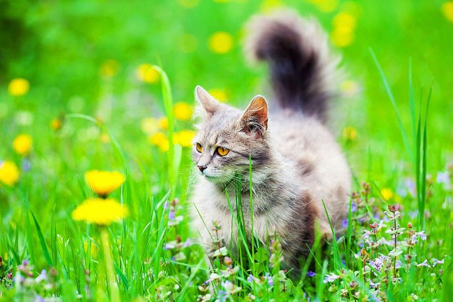 Siberian cat - a lover of long walks on the green grass