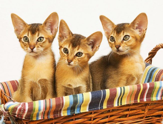 Three Abyssinian twins, identical in face, will bestow any master with their keen attention!
