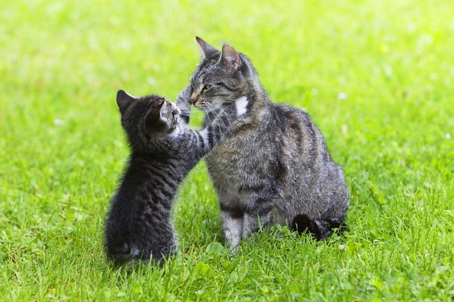 The kitten of the European breed joyfully meets its mother