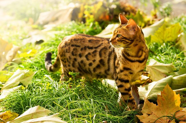 A Bengal cat cannot imagine his life without hunting