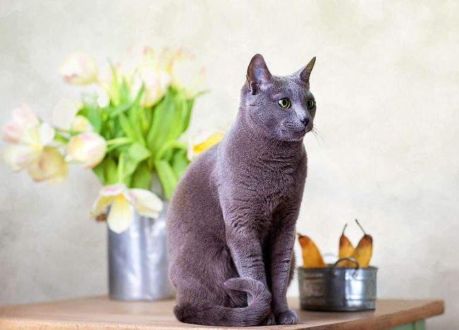 The Russian blue cat has always been a favorite of refined aristocrats