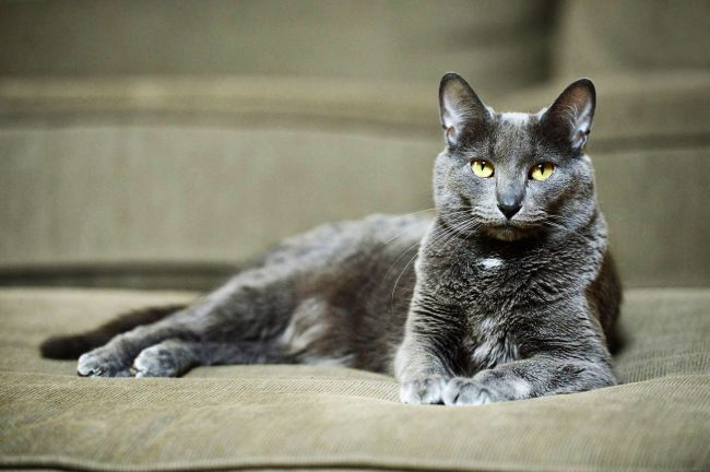 Korat is the noble name of a cat breed that brings happiness, wealth and success to the house!