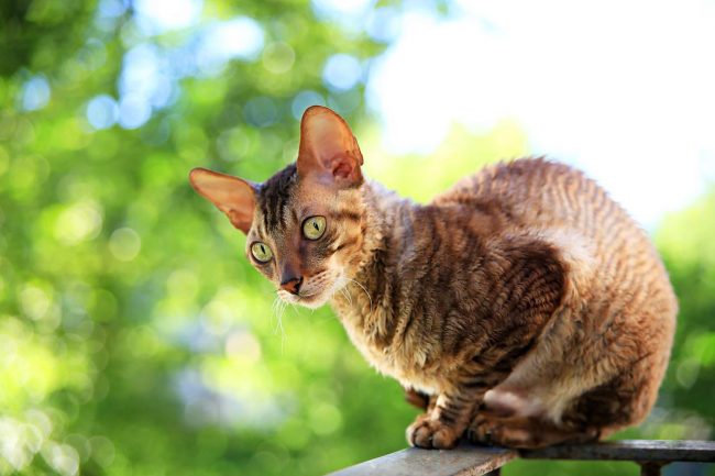 Cornish Rex is such a curious cat that it’s ready to sit all day on the balcony and watch what is happening around