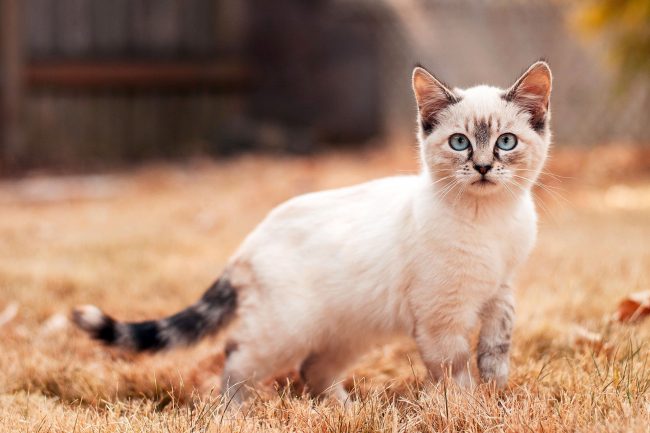 Balinese cats are very sensitive and sociable, that's why they like to spend most of the time in the company of people.