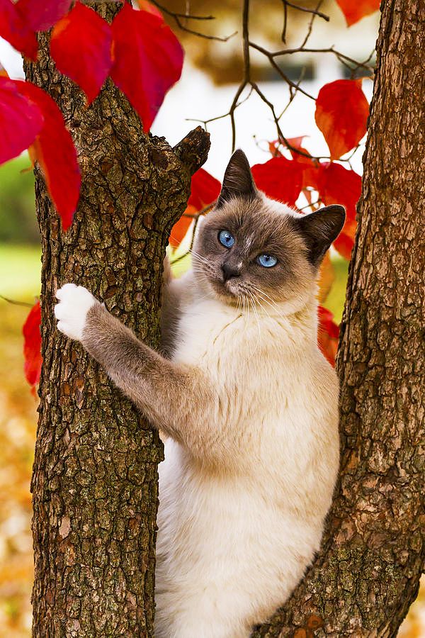 The Siamese cat is another keeper of temples and a true friend of any Buddhist
