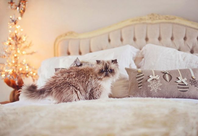 The Himalayan cat knows how to choose bedding that will look harmonious with her beautiful coat