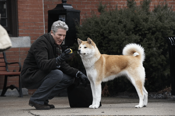 Breed of dog from the movie Hachiko