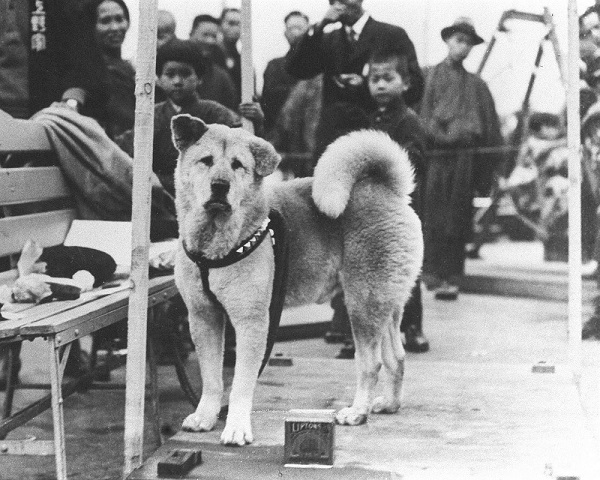History of breed Hachiko