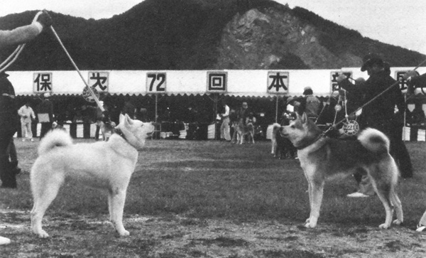 Dog breed Hachiko - Akita Inu, its description and story