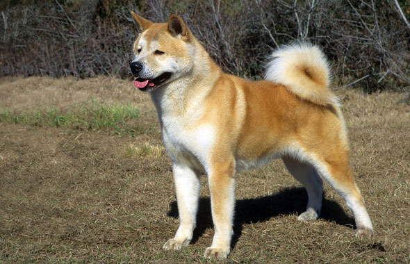 Dog breed Hachiko - Akita Inu, its description and story
