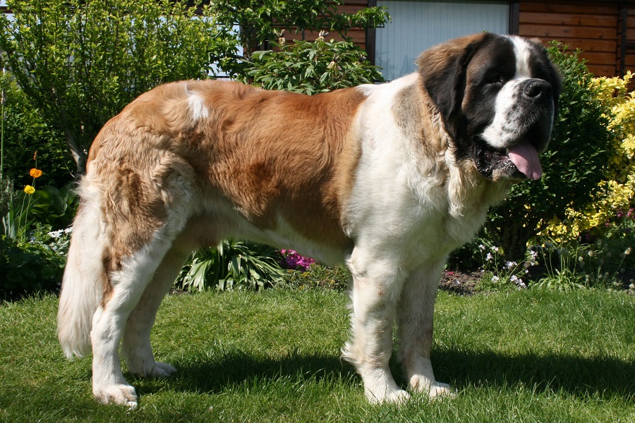 Dog breed from the movie "Beethoven"