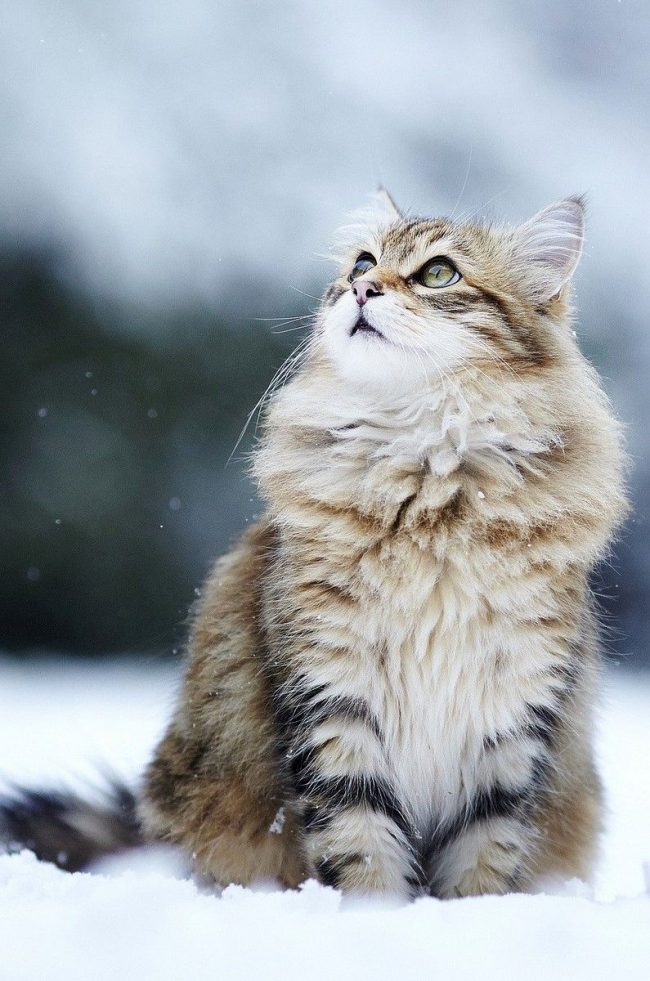 Norvejskii_lesnoy_kot_16Norwegian forest cat has a chic long and dense coat that helps to survive in the harsh conditions of Norway. These cats are incredibly hardy, easily carrying both snow and wind.